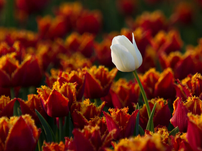 White Tulip in Field — Red, Serene