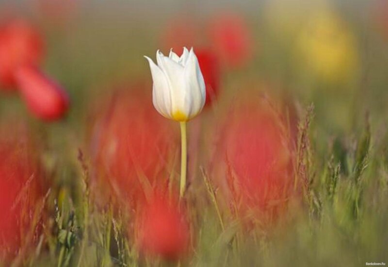 White Tulip in Field — Serene, Morning