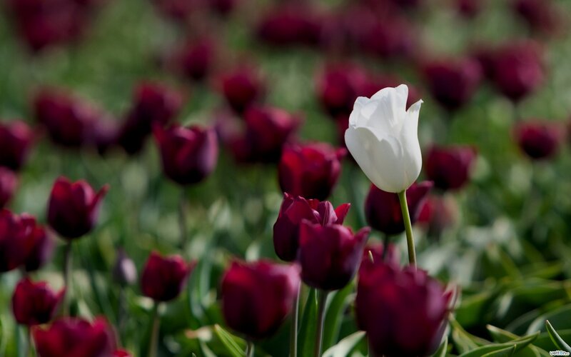 White Tulip in Field — Serene, Spring