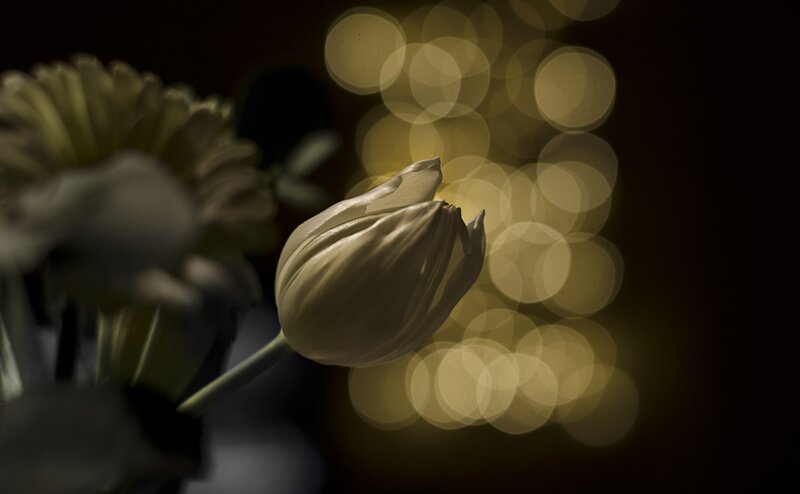 White Tulip in Focus