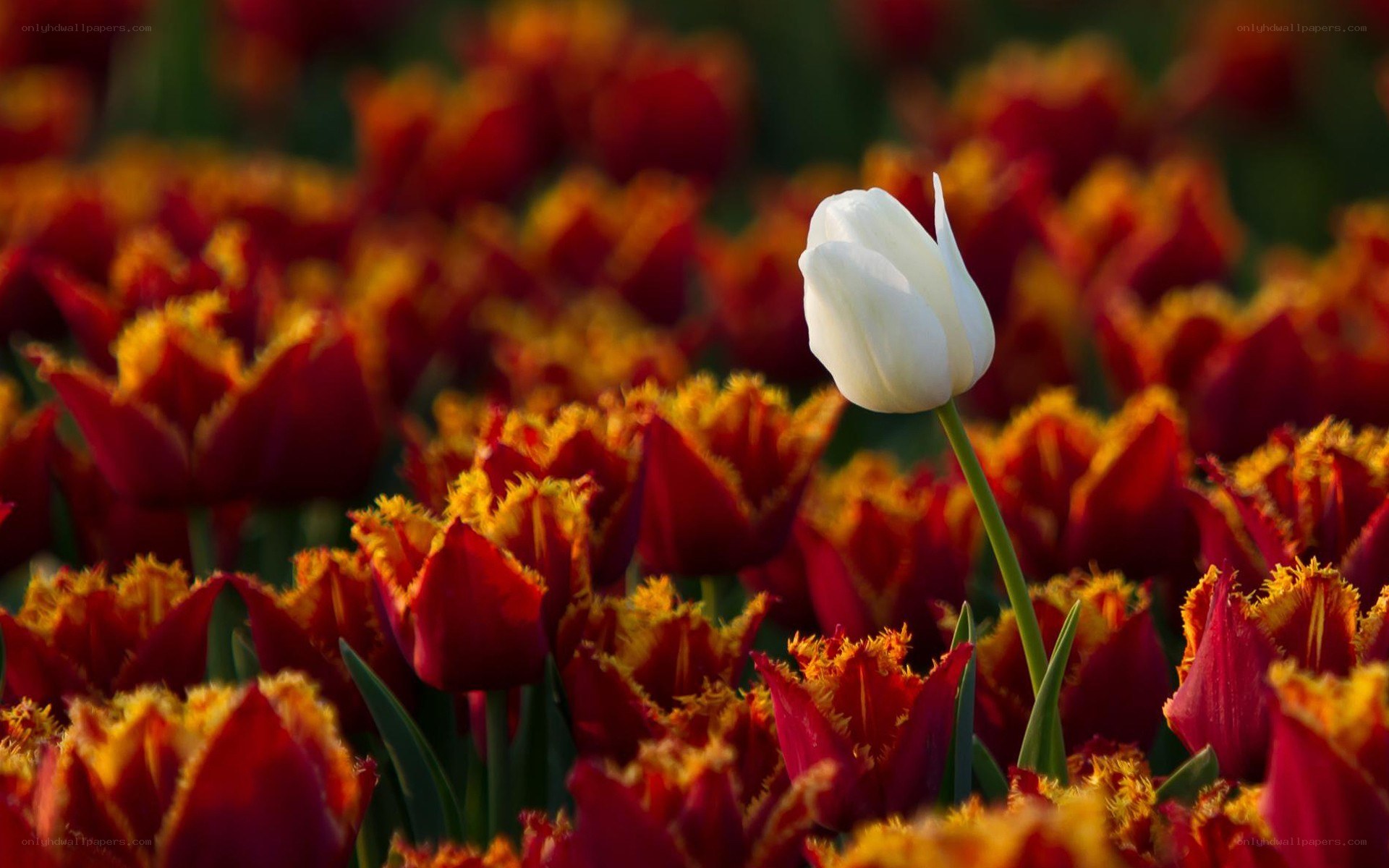 white tulip in red field