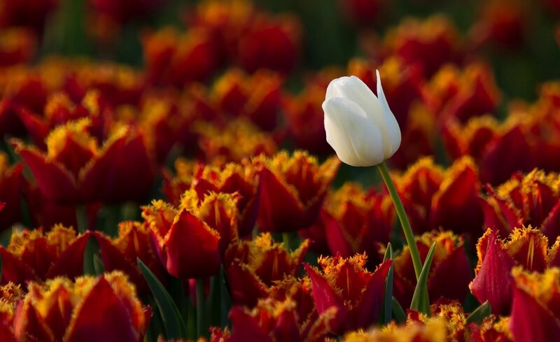 White Tulip in Red Field — Serene