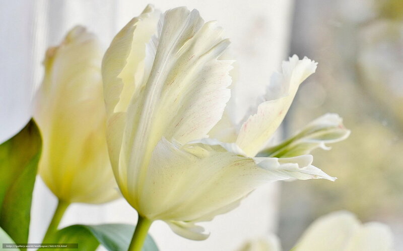 White tulip in soft light