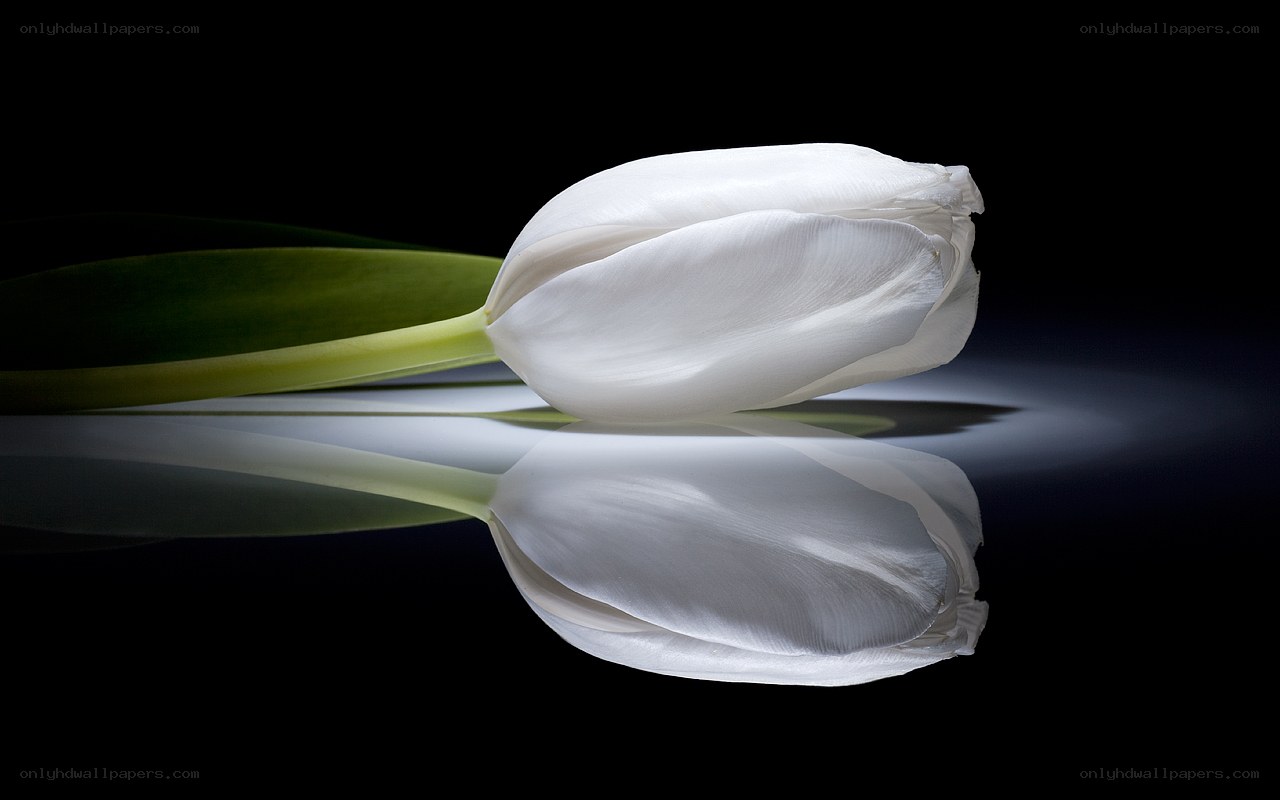 White tulip on black background