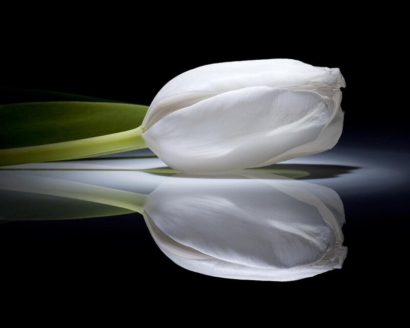 White tulip on black background