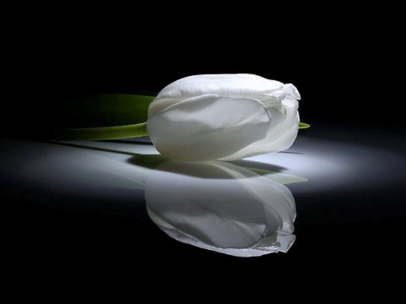 White Tulip on Black — Dramatic
