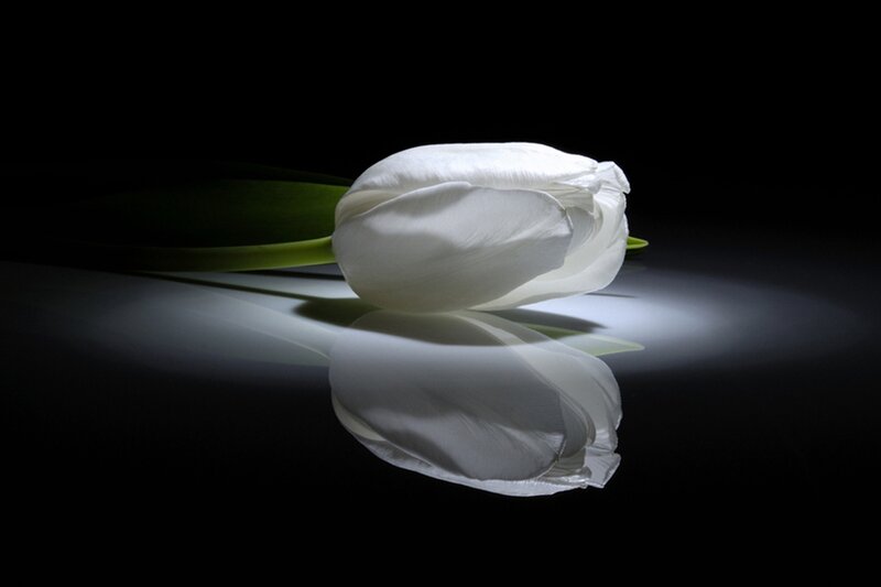 White Tulip on Black