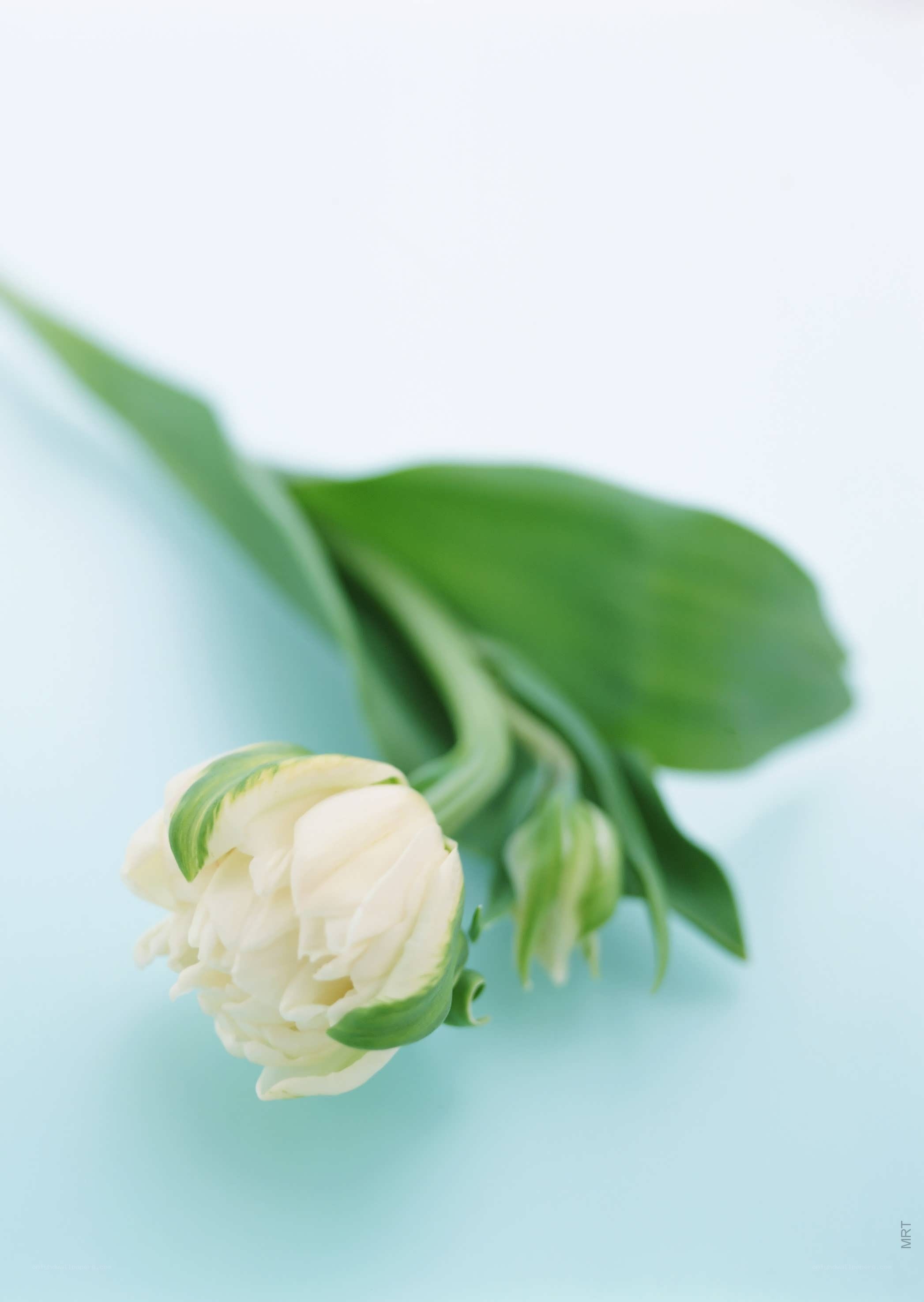 White tulip on blue background