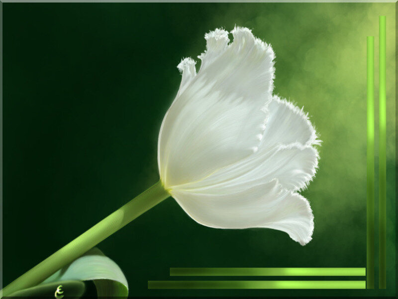White tulip on green background