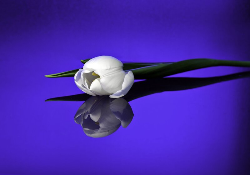 White Tulip on Purple