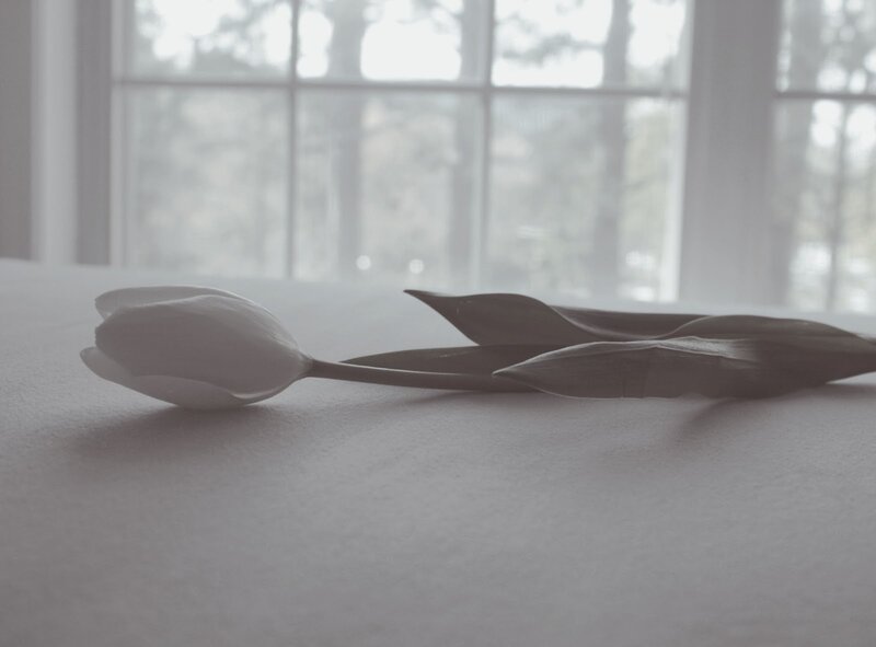 White Tulip on Table