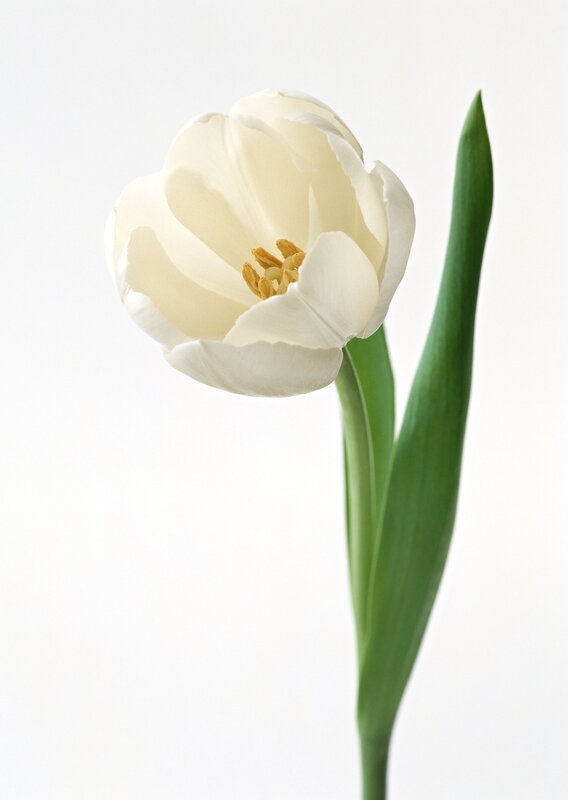white tulip on white background