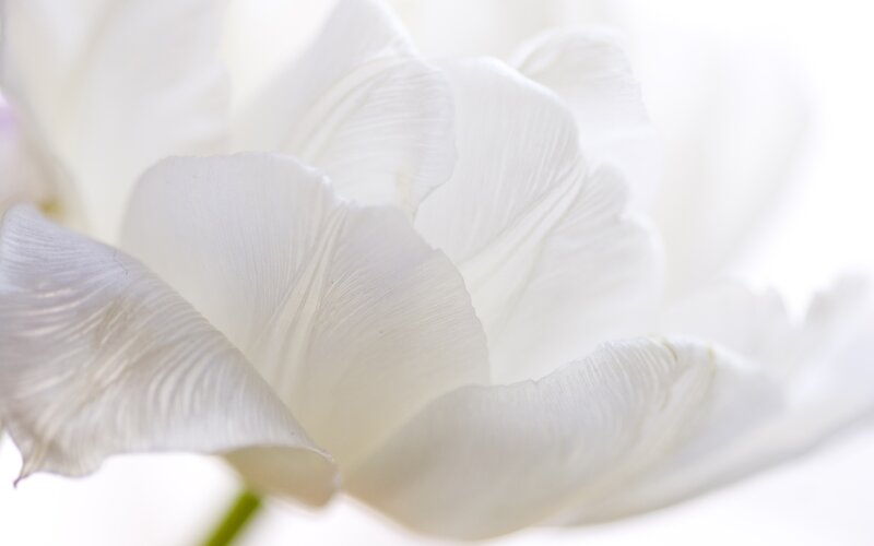 white tulip petals