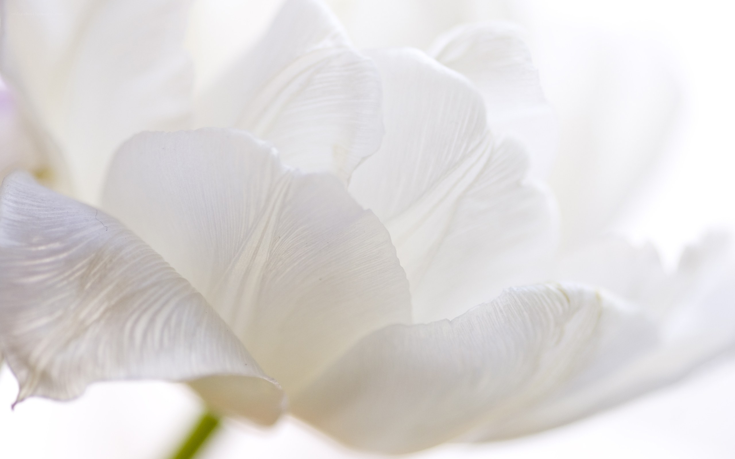 white tulip petals