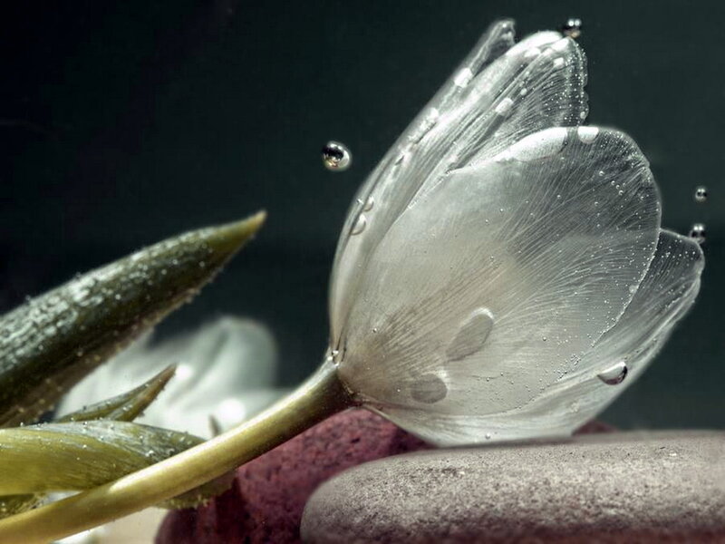 White Tulip Underwater — Serene