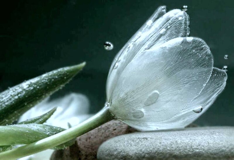 White Tulip Underwater