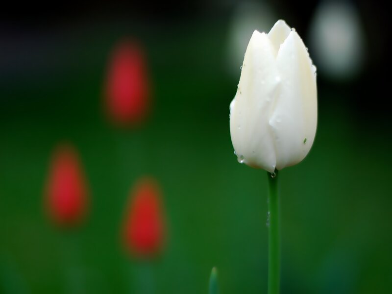 White tulip with dew drops