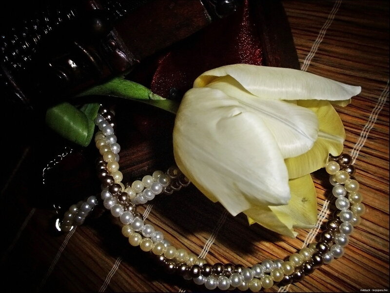 White Tulip with Pearls