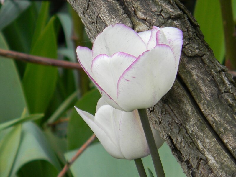 White Tulip with Purple Edges