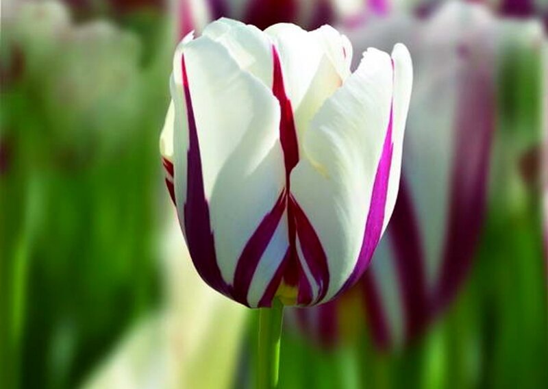 White Tulip with Purple Stripes