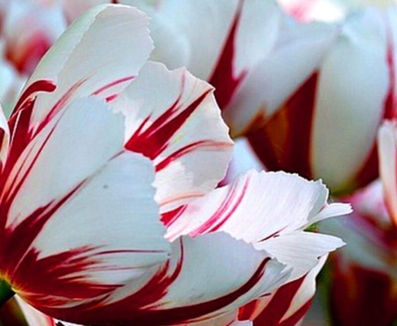 White Tulip with Red Stripes — Calm