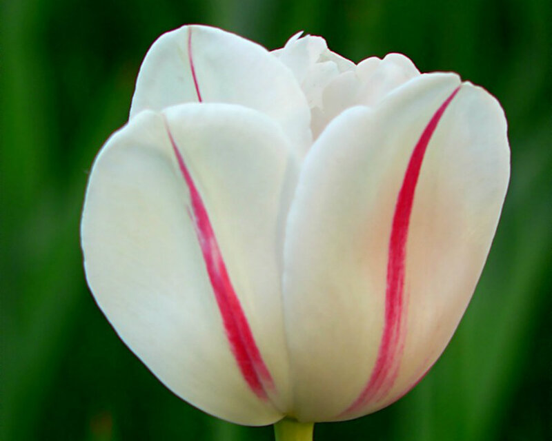 White Tulip with Red Stripes