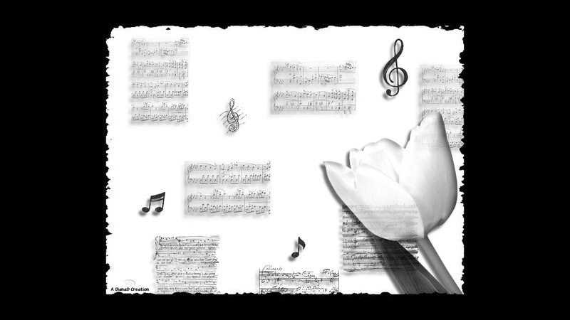 White Tulip with Sheet Music