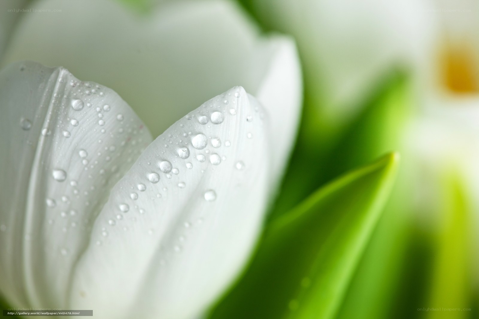 White tulip with water droplets