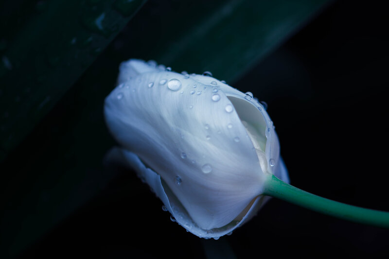 White Tulip with Water Droplets — Dramatic