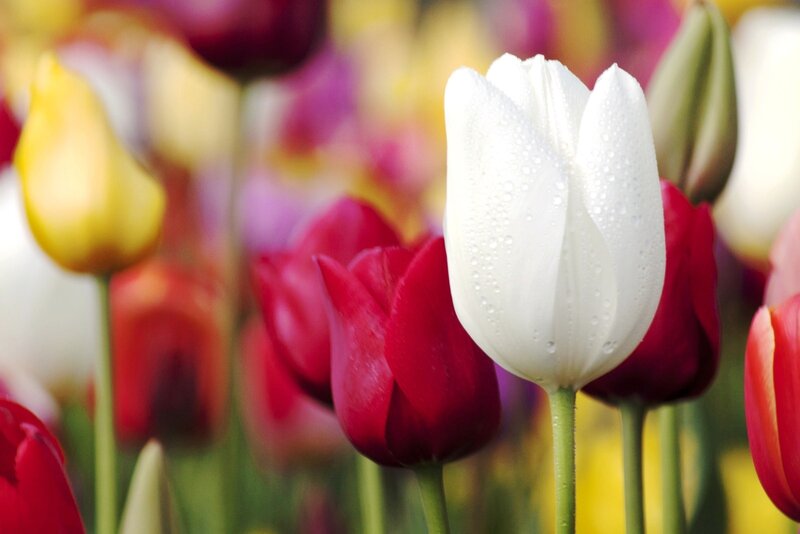White Tulip with Water Droplets — Serene
