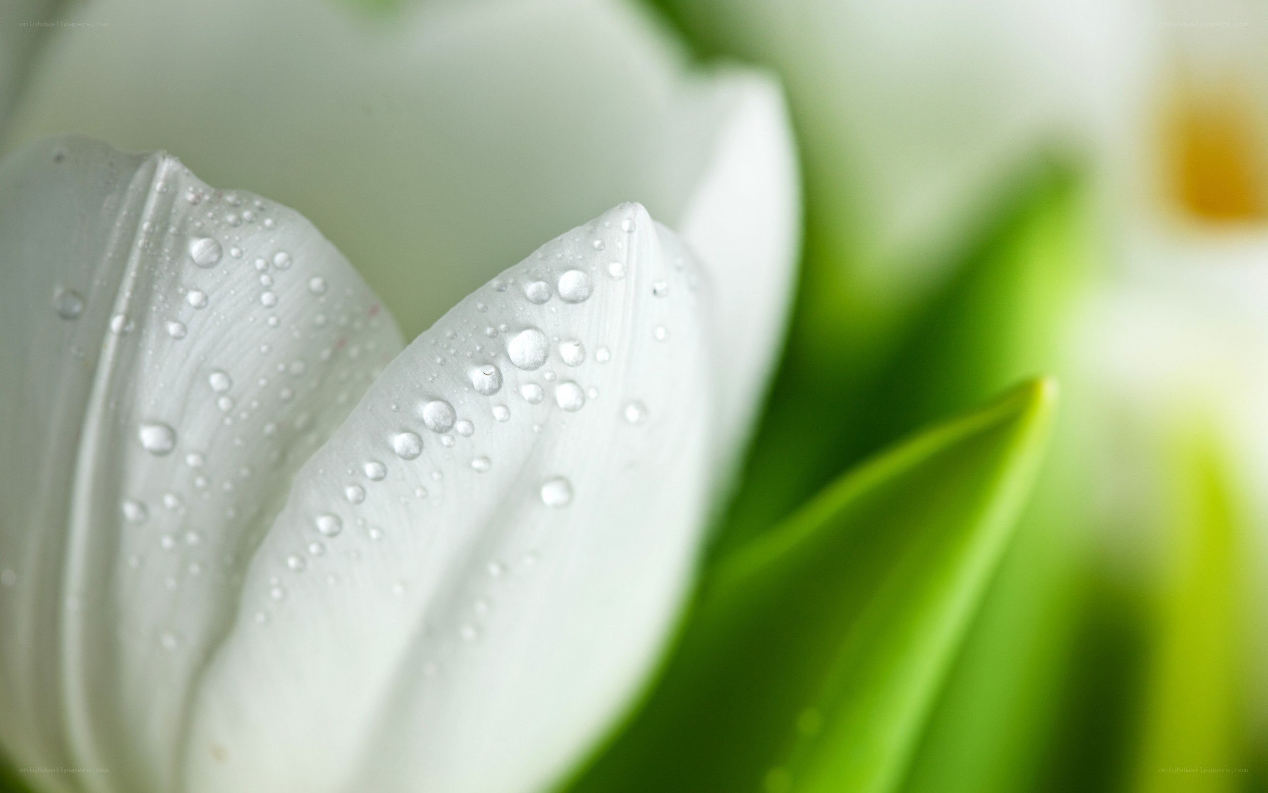 White tulip with water droplets