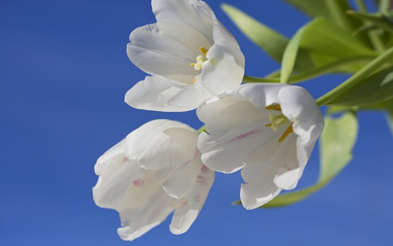 White Tulips Against Blue Sky — Serene, Afternoon