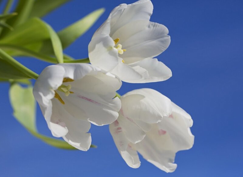 White Tulips Against Blue Sky — Serene