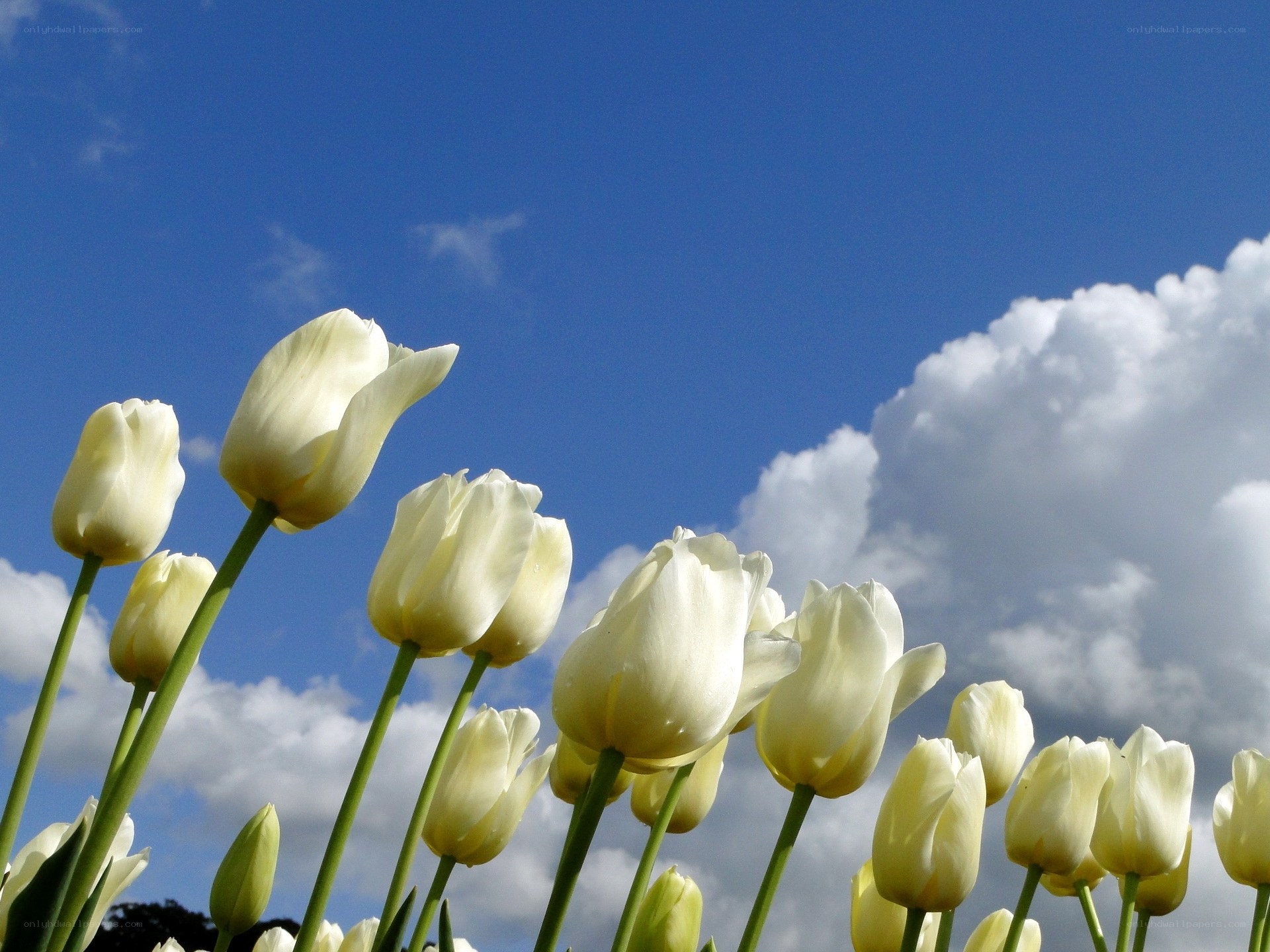 White tulips against blue sky