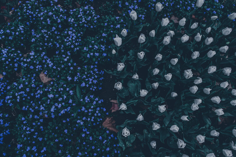 White Tulips and Blue Flowers — Serene