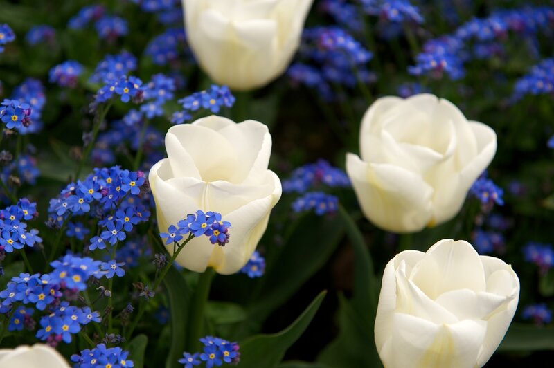 White Tulips and Blue Flowers