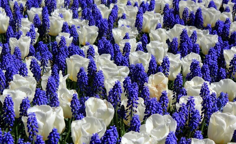White tulips and blue grape hyacinths