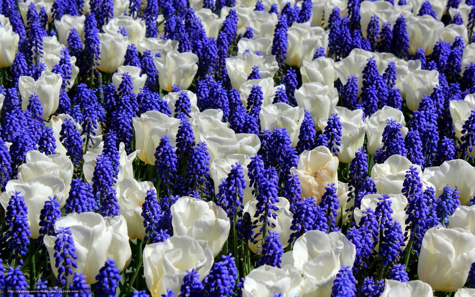 White tulips and blue muscari