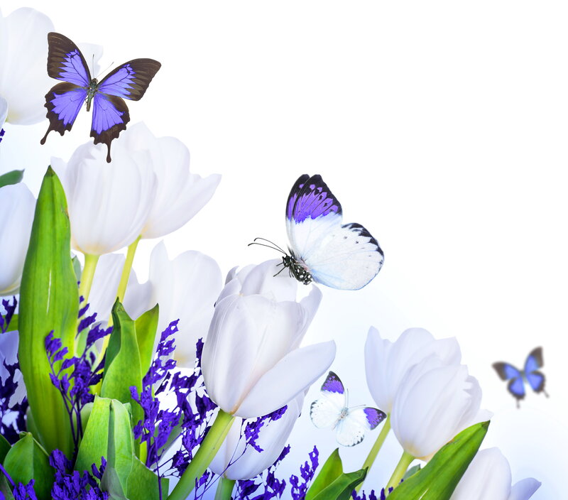 White Tulips and Butterflies