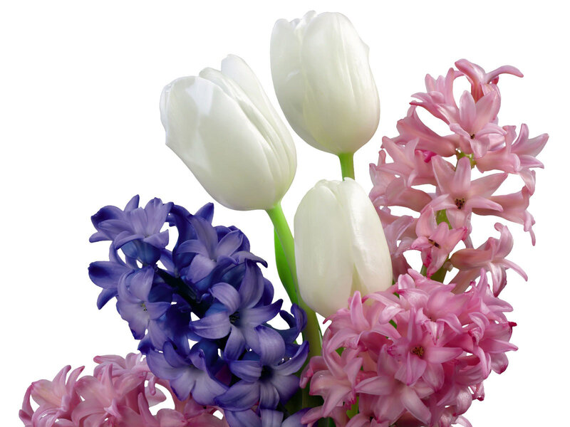 white tulips and hyacinths