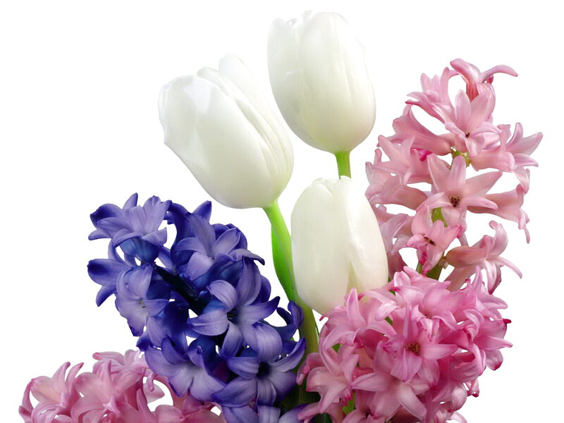 White Tulips and Hyacinths — Calm, Spring