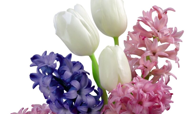 White Tulips and Hyacinths — Calm