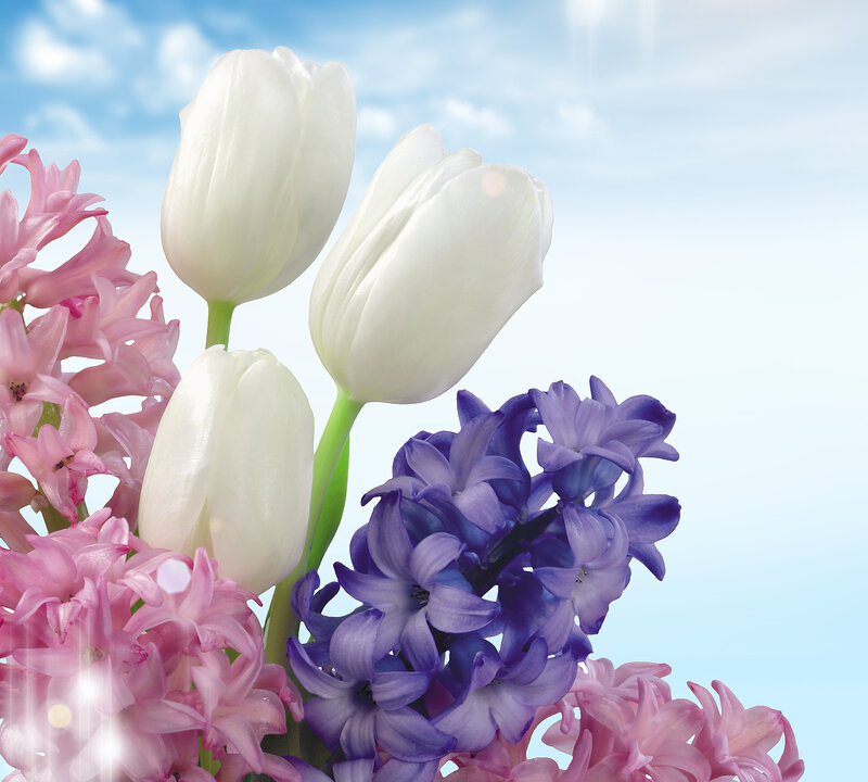 White Tulips and Hyacinths — Serene
