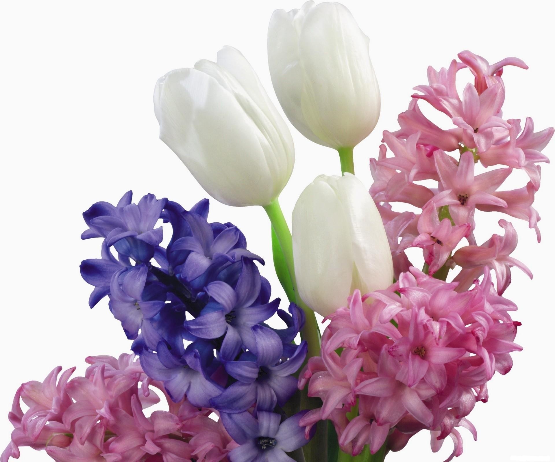 white tulips and hyacinths