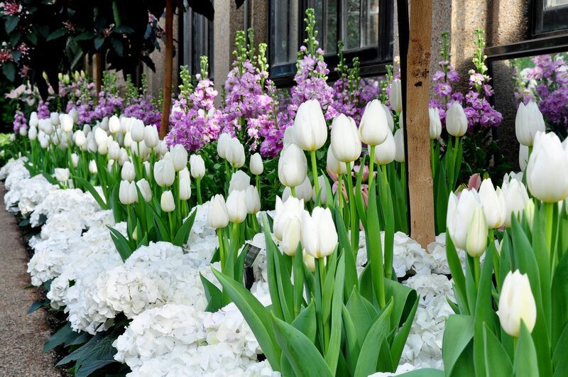 White Tulips and Hydrangeas