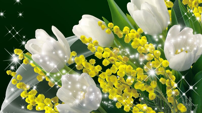 White Tulips and Mimosa — Festive