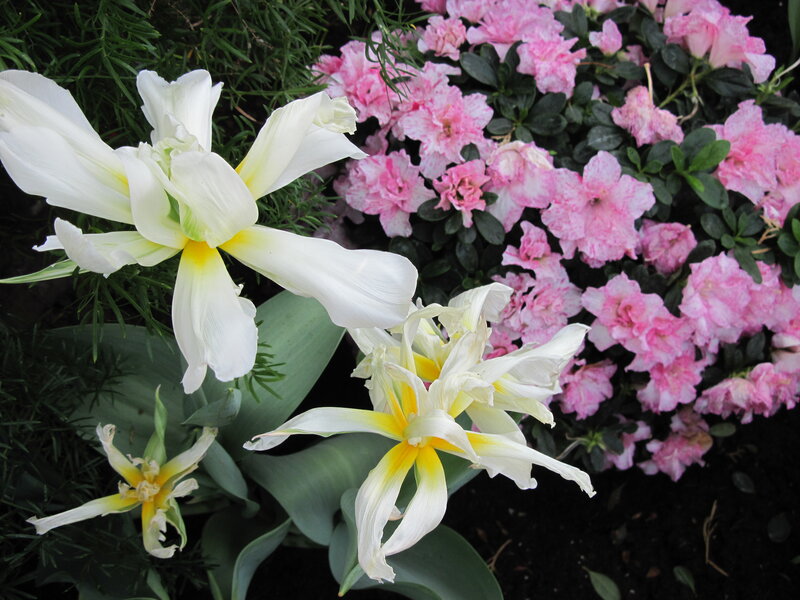 White Tulips and Pink Azaleas — Calm, Spring