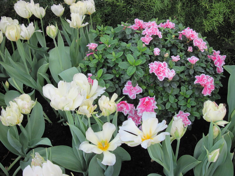 White Tulips and Pink Azaleas — Calm