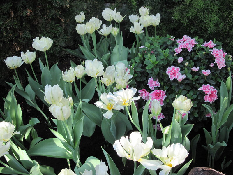 White Tulips and Pink Azaleas — Serene
