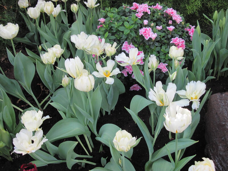 White Tulips and Pink Azaleas